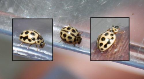 Réf. 180 040 : Tytthaspis sedecimpunctata